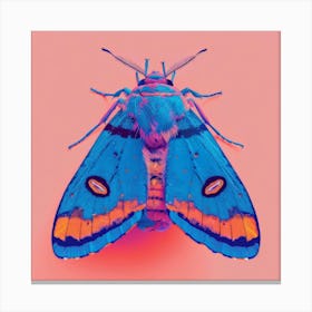 Moth On Pink Background Canvas Print