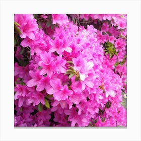 Pink Azaleas 44 Canvas Print