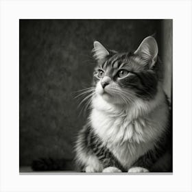 Black And White Haired Cat Canvas Print