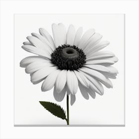 Black And White Daisy myluckycharm Canvas Print