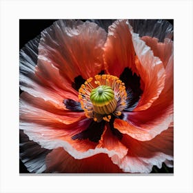 Ethereal poppy flower 7 Canvas Print