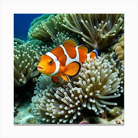 Clownfish In Anemone 8 Canvas Print