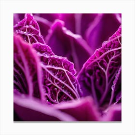 Purple Cabbage Leaves Canvas Print