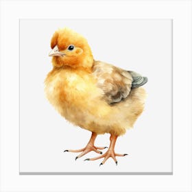 Chicken 1 Canvas Print