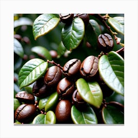 Coffee Beans On A Tree 54 Canvas Print