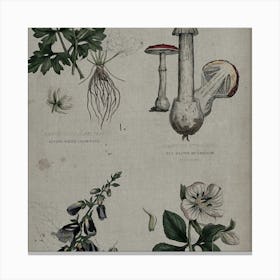 Botanical Illustration Of Mushrooms Canvas Print