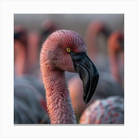 Flamingos 12 Canvas Print