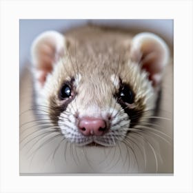 Ferret Canvas Print