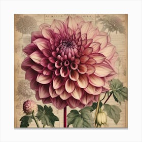 A Dahlia Floral Botanical Vintage Canvas Print