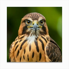 Hawk 123 Canvas Print