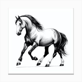 Horse Galloping 7 Canvas Print