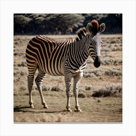 Zebra Canvas Print