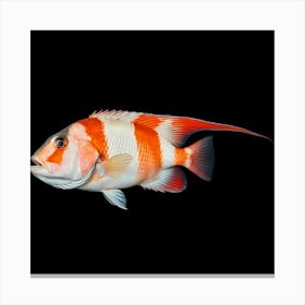 It's a vibrant fish with striking red and white stripes 2 Canvas Print