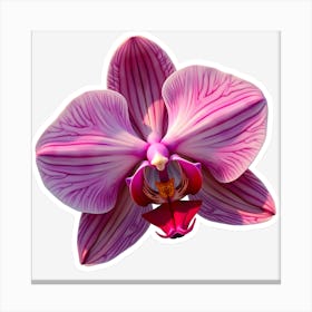 Orchid Flower Canvas Print