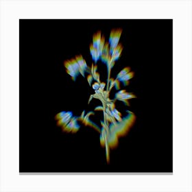 Prism Shift Commelina Tuberosa Botanical Illustration on Black Canvas Print