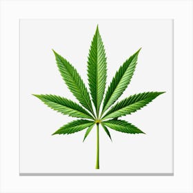 Marijuana Leaf Isolated On Black Background 5 Canvas Print