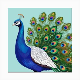 Peacock 7 Canvas Print