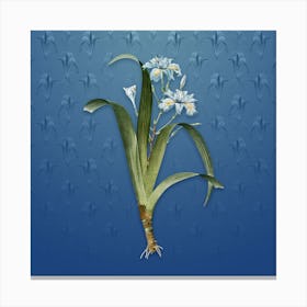 Vintage Iris Fimbriata Botanical on Bahama Blue Pattern n.1039 Canvas Print