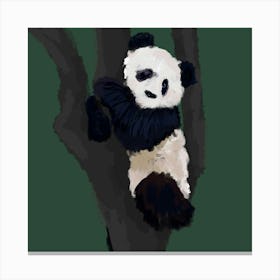 Panda Bear In Tree Canvas Print