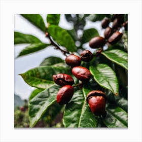 Coffee Beans On A Tree 34 Canvas Print