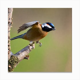 Tit on branch 43 Canvas Print