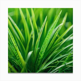 Green Grass With Water Droplets 1 Canvas Print