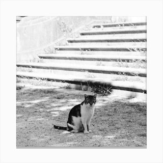 Cat Of The Mansion, Black And White St Sebastian, Spain Square Canvas Print
