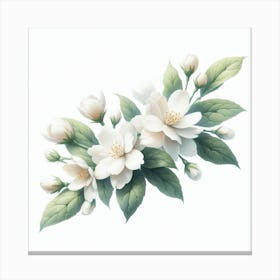 Flowers of Jasmine 3 Canvas Print