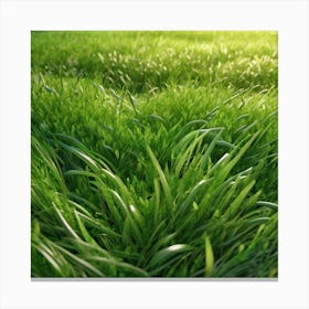 Grass Field 24 Canvas Print