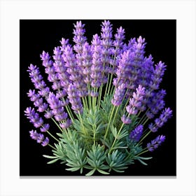 Purple Lavender Flowers Blooming On A Black Background Canvas Print