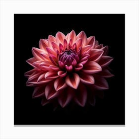 Pink Dahlia Flower on Black Background Canvas Print