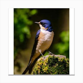 Swallow Canvas Print