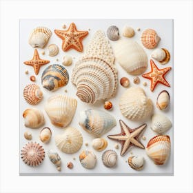 Sea Shells Canvas Print