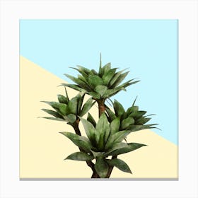 Agave Plant on Lemon and Teal Wall Canvas Print