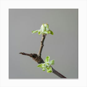 Spring Buds On A Branch Canvas Print