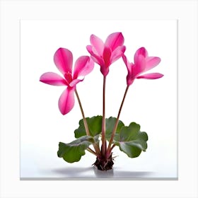 Beautiful Cyclamen Flower Isolated 189483925(1)(1) Canvas Print