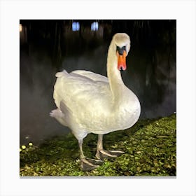 Swan In The Night Canvas Print