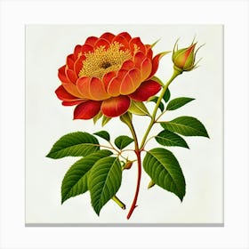 Rose Of Scotland Canvas Print