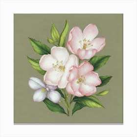 Apple Blossoms Canvas Print