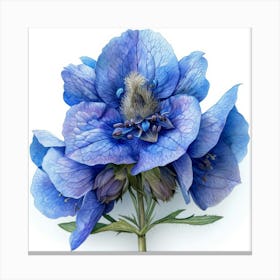 Blue Hellebore 2 Canvas Print