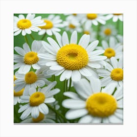 Daisy Flower On Green Background Canvas Print