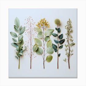 Eucalyptus Leaves Canvas Print