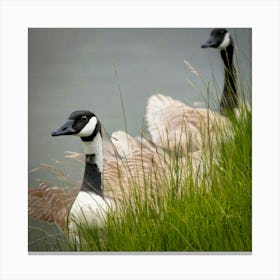 Canadian Geese 26 Canvas Print