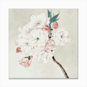 Cherry Blossoms Canvas Print