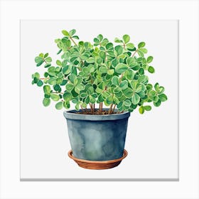 Sage Plant In A Pot Canvas Print