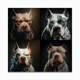 Four pittbulls Canvas Print