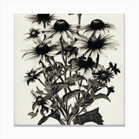 Black Eyed Susan 1 Canvas Print