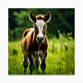 Grass Horse Green Brown Meadow Nature Young Baby Head Mammal Cow Calf Wild Donkey Pony (2) Canvas Print