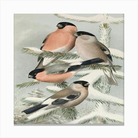 Three Finches In The Snow Canvas Print