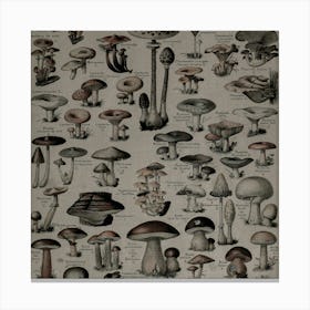 Collection Of Mushrooms Canvas Print